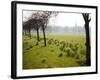 Daffodils on the Stray, Harrogate, North Yorkshire, England-Mark Sunderland-Framed Photographic Print