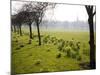 Daffodils on the Stray, Harrogate, North Yorkshire, England-Mark Sunderland-Mounted Photographic Print