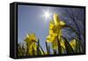 Daffodils, Spring, Freeport, Maine-Rob Sheppard-Framed Stretched Canvas