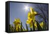 Daffodils, Spring, Freeport, Maine-Rob Sheppard-Framed Stretched Canvas