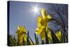 Daffodils, Spring, Freeport, Maine-Rob Sheppard-Stretched Canvas