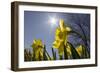 Daffodils, Spring, Freeport, Maine-Rob Sheppard-Framed Photographic Print