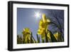 Daffodils, Spring, Freeport, Maine-Rob Sheppard-Framed Photographic Print