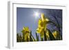 Daffodils, Spring, Freeport, Maine-Rob Sheppard-Framed Photographic Print