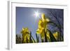 Daffodils, Spring, Freeport, Maine-Rob Sheppard-Framed Photographic Print