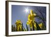 Daffodils, Spring, Freeport, Maine-Rob Sheppard-Framed Photographic Print