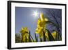 Daffodils, Spring, Freeport, Maine-Rob Sheppard-Framed Photographic Print