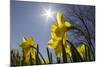 Daffodils, Spring, Freeport, Maine-Rob Sheppard-Mounted Photographic Print