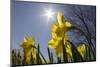 Daffodils, Spring, Freeport, Maine-Rob Sheppard-Mounted Photographic Print