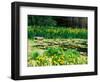 Daffodils Surround a Dock and Lake near Rosario Resort, San Juan Island, USA-Tom Haseltine-Framed Photographic Print