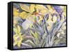 Daffodils, Van Vleck-Sharon Pitts-Framed Stretched Canvas