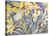 Daffodils, Van Vleck-Sharon Pitts-Stretched Canvas