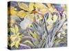 Daffodils, Van Vleck-Sharon Pitts-Stretched Canvas