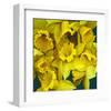 Daffodils yellow Flowers-null-Framed Art Print