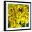 Daffodils yellow Flowers-null-Framed Art Print