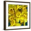 Daffodils yellow Flowers-null-Framed Art Print