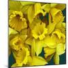 Daffodils yellow Flowers-null-Mounted Art Print