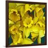 Daffodils yellow Flowers-null-Framed Art Print