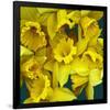 Daffodils yellow Flowers-null-Framed Art Print