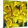 Daffodils yellow Flowers-null-Mounted Art Print