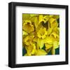 Daffodils yellow Flowers-null-Framed Art Print