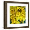 Daffodils yellow Flowers-null-Framed Art Print