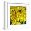 Daffodils yellow Flowers-null-Framed Art Print