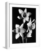 Daffodils-null-Framed Art Print