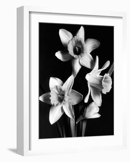 Daffodils-null-Framed Art Print