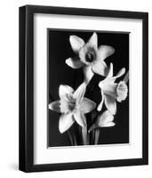 Daffodils-null-Framed Premium Giclee Print