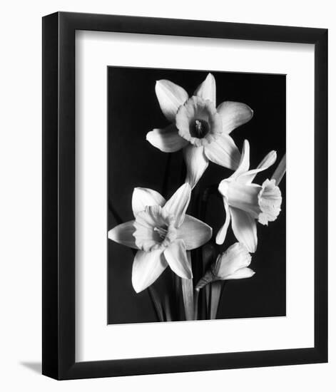 Daffodils-null-Framed Premium Giclee Print