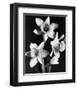 Daffodils-null-Framed Premium Giclee Print