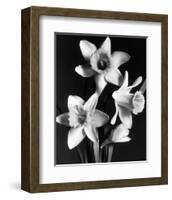 Daffodils-null-Framed Premium Giclee Print