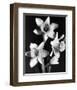 Daffodils-null-Framed Premium Giclee Print