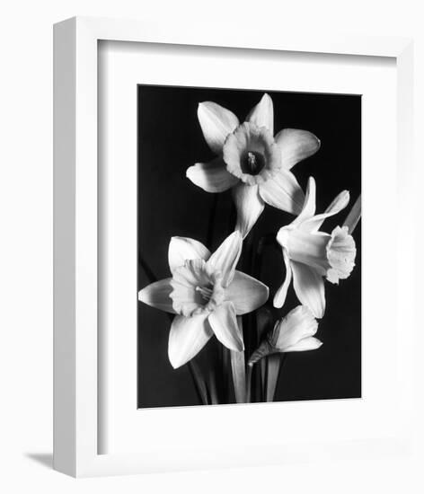 Daffodils-null-Framed Premium Giclee Print