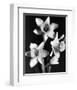 Daffodils-null-Framed Premium Giclee Print