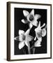 Daffodils-null-Framed Premium Giclee Print