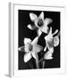 Daffodils-null-Framed Premium Giclee Print