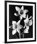 Daffodils-null-Framed Premium Giclee Print