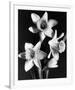 Daffodils-null-Framed Premium Giclee Print