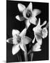 Daffodils-null-Mounted Premium Giclee Print