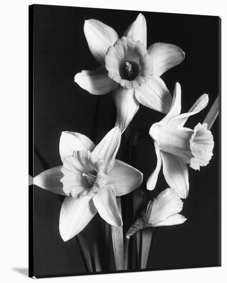 Daffodils-null-Stretched Canvas
