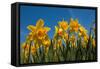 Daffodils-Ivonnewierink-Framed Stretched Canvas