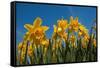 Daffodils-Ivonnewierink-Framed Stretched Canvas