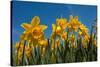 Daffodils-Ivonnewierink-Stretched Canvas