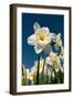 Daffodils-Ivonnewierink-Framed Photographic Print