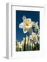 Daffodils-Ivonnewierink-Framed Photographic Print