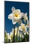 Daffodils-Ivonnewierink-Mounted Photographic Print