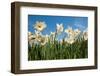 Daffodils-Ivonnewierink-Framed Photographic Print