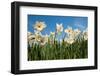 Daffodils-Ivonnewierink-Framed Photographic Print